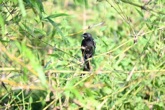 Black drongo or Dicrurus macrocercus bird perches on bamboo tree. It is a small Asian&nbsp;passerine&nbsp;bird&nbsp;of the&nbsp;drongo&nbsp;family&nbsp;Dicruridae. This is a common bird found in most parts of South Asia.