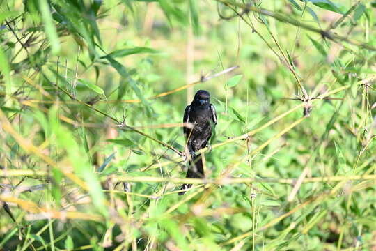 Black drongo or Dicrurus macrocercus bird perches on bamboo tree. It is a small Asian&nbsp;passerine&nbsp;bird&nbsp;of the&nbsp;drongo&nbsp;family&nbsp;Dicruridae. This is a common bird found in most parts of South Asia.