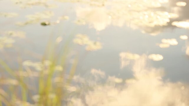 pond, water lilies and reflections, Stanford, South Africa