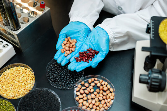 Food scientist in blue gloves compares different beans and grains in a laboratory, holding samples beside a microscope and petri dishes.