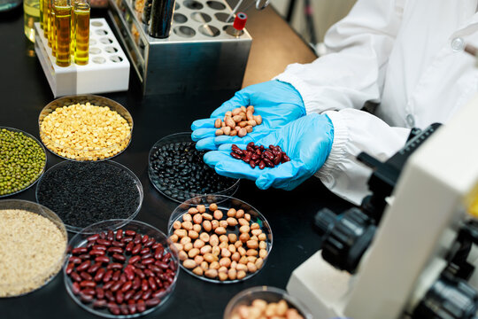 Scientist in blue gloves examining beans and grains in a food laboratory, with samples, test tubes, and microscope on the workbench.
