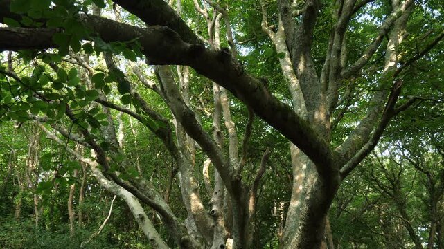 Old gnarled beech trees in a woodland near Fowey, Cornwall, UK