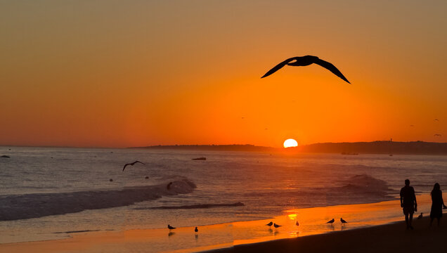 seabirds on beach Algarve, Portugal