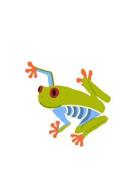 frog on a white background