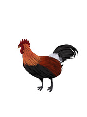 rooster isolated on white background © Eyaputri