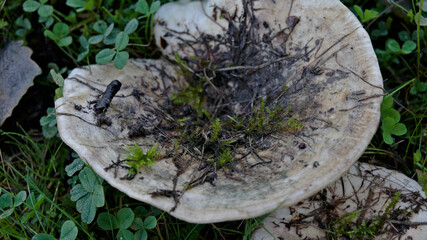 Large pale mushroom covered with soil, plant debris and small patches of moss. © Oddette