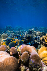 School of blue parrotfish swimming together over healthy coral reef in ocean. © PIPE DIVE UNDERWATER