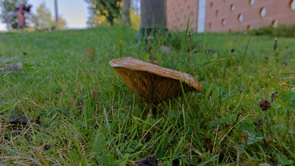 Low-angle view of a brown mushroom showing its gills among grass. © Oddette