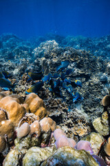School of blue parrotfish swimming together over healthy coral reef in ocean. © PIPE DIVE UNDERWATER