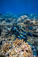 School of blue parrotfish swimming together over healthy coral reef in ocean. © PIPE DIVE UNDERWATER