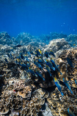 School of blue parrotfish swimming together over healthy coral reef in ocean. © PIPE DIVE UNDERWATER