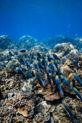School of blue parrotfish swimming together over healthy coral reef in ocean. © PIPE DIVE UNDERWATER