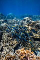 School of blue parrotfish swimming together over healthy coral reef in ocean. © PIPE DIVE UNDERWATER