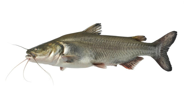 A detailed studio photograph of a live channel catfish isolated on a clean white background