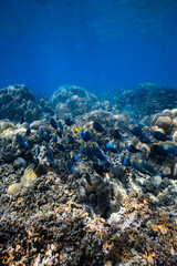 School of blue parrotfish swimming together over healthy coral reef in ocean. © PIPE DIVE UNDERWATER