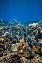 School of blue parrotfish swimming together over healthy coral reef in ocean. © PIPE DIVE UNDERWATER