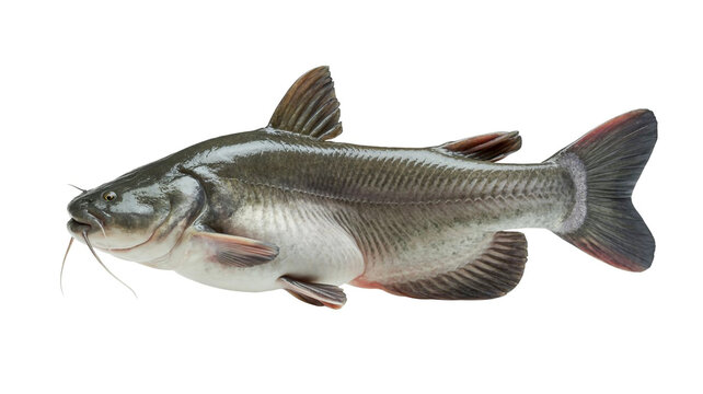 Detailed side view photograph of a fresh raw catfish isolated on a white background for culinary and biological use