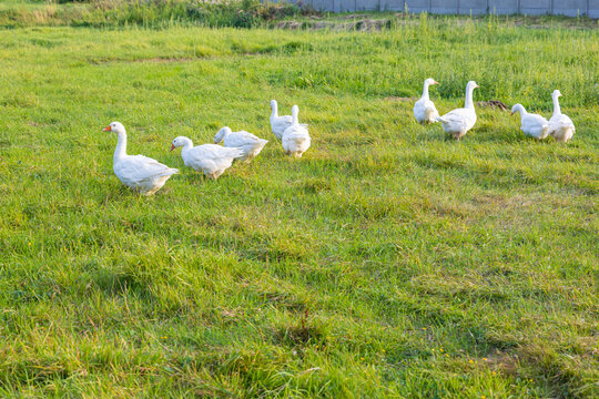 Flock of White Geese Grazing on Green Grass. A group of white domestic geese grazing and walking across a lush green grassy field. The peaceful rural scene shows free-roaming farm birds feeding outdoo