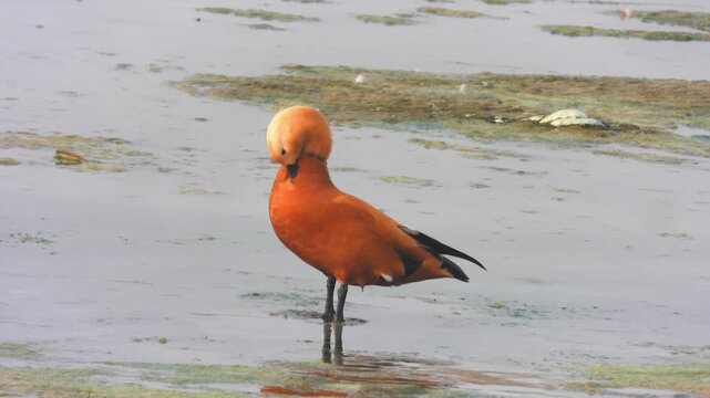 Ruddy shelduck male