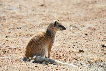 Fototapeta premium Southern African Ground Squirrel (Xerus inauris)