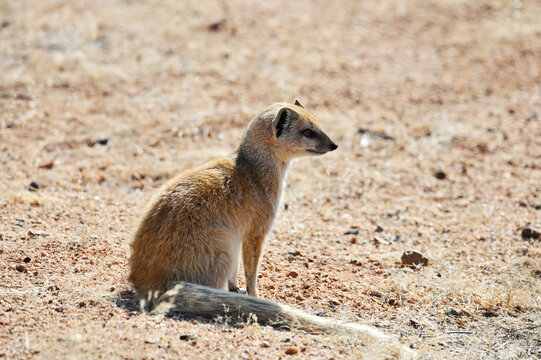 Southern African Ground Squirrel (Xerus inauris)