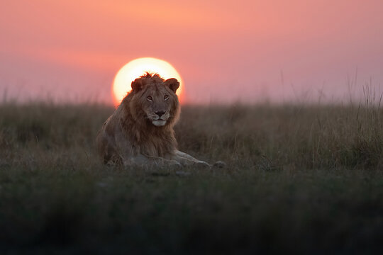 Leon amanecer