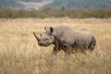 Rinoceronte negro © Luciano