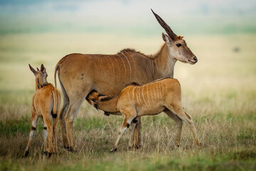 Eland con crías © Luciano