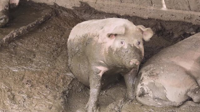 Funny Pig Covered in Mud Looking at Camera in Farm Pen