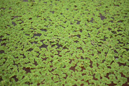 Green Azolla Floating Fern Covering Freshwater Pond Surface