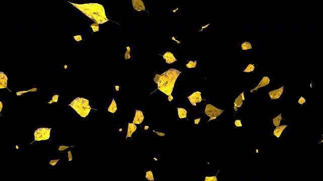 Colorful autumn maple leaves falling on transparent alpha channel background. Halloween fall season overlay animation for video compositing and decoration. Seamless loop 3d rendering animation.