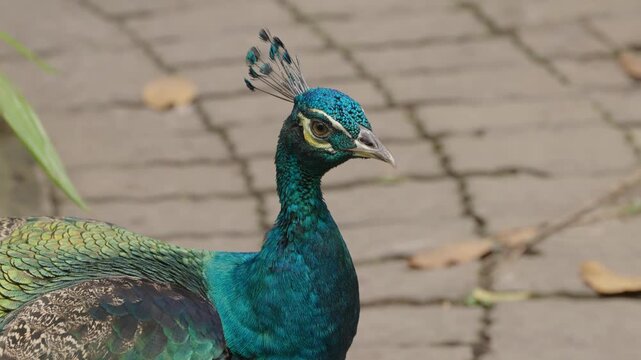 Indian Peafowl Portrait with Iridescent Blue Neck and Head Crest