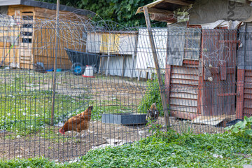 Free Range Chickens and Rooster Near a Rural Chicken Coop. Domestic hens and a rooster walking and foraging on a grassy farmyard beside a chicken coop. The enclosed poultry area, wire fencing © Nadiia