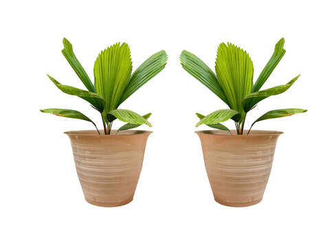 A high-quality studio photograph of two Licuala grandis fan palm plants in terracotta-colored pots, isolated on a clean transparent background for easy compositing.