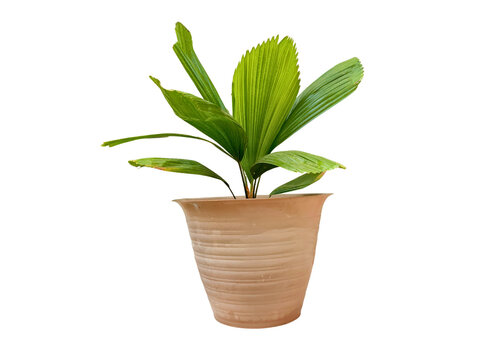 A high-quality studio photograph of a Licuala grandis fan palm plant growing in a textured terracotta pot, isolated on a transparent background for easy compositing.