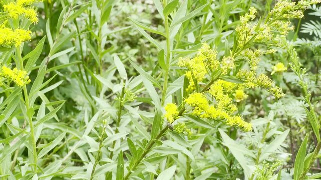 A bright yellow golden flower with a hornet visiting for pollination and nectar feeding.