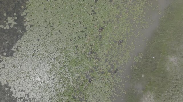 Raw untrimmed aerial drone take lake michigan lilypads &mdash; take 3