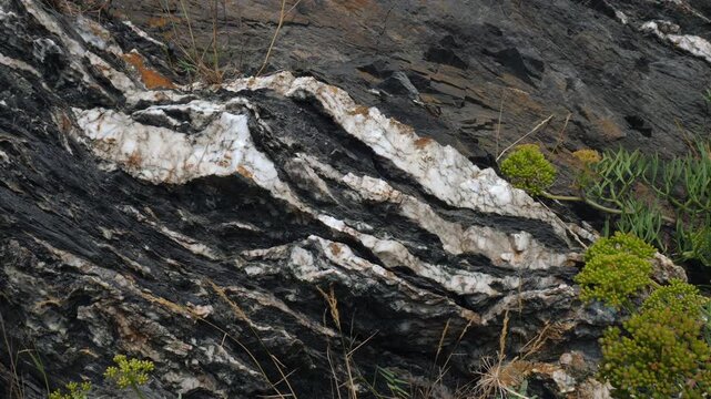 Quartz veins in shale. On the cliffs at Coombe Beach, near  Fowey, Cornwall, UK