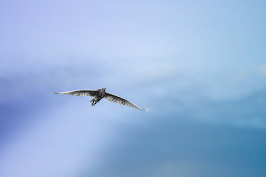 A grey heron in its flight through the sky with its large wings spread. The bird is depicted in a low-angle silhouette, showing wings fully spread while gliding. It has broad, rounded wings that often