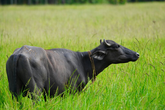 An Indian Buffalo grazing in a green field looking to a distance