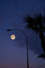 Full Moon on a twilight sky with tree silhouettes. © astrosystem