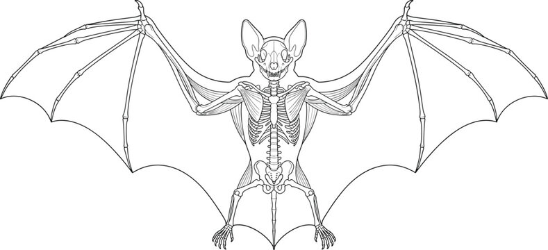 Detailed anatomical outline vector illustration of a bat skeleton with wide spread wings