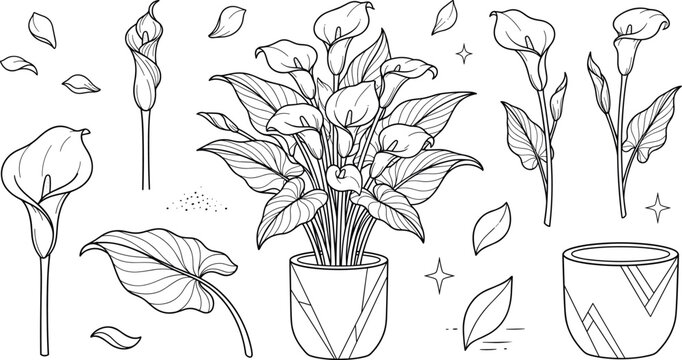Calla lily houseplant in pot vector outline illustration set with hand drawn blooming flowers stems leaves and planters