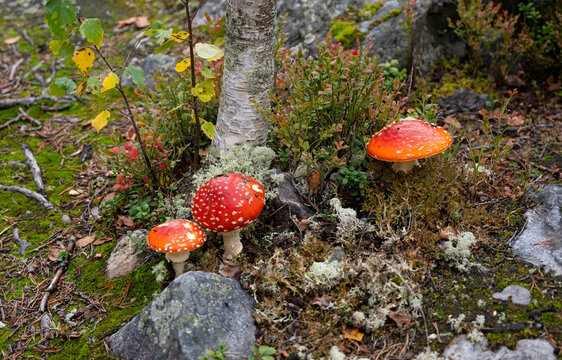 Bright red fly agarics grow at the foot of a birch tree
