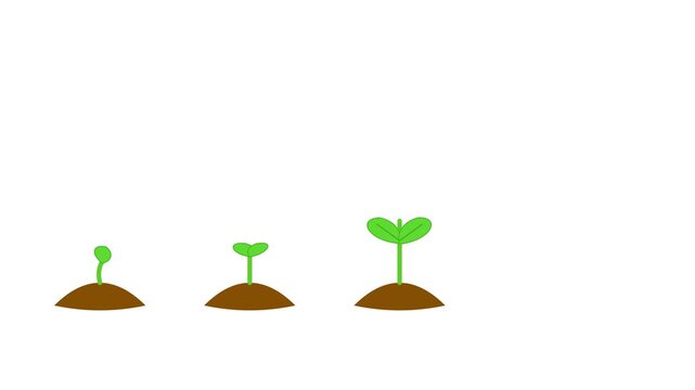 Flat vector animation showing stages of seedling growth