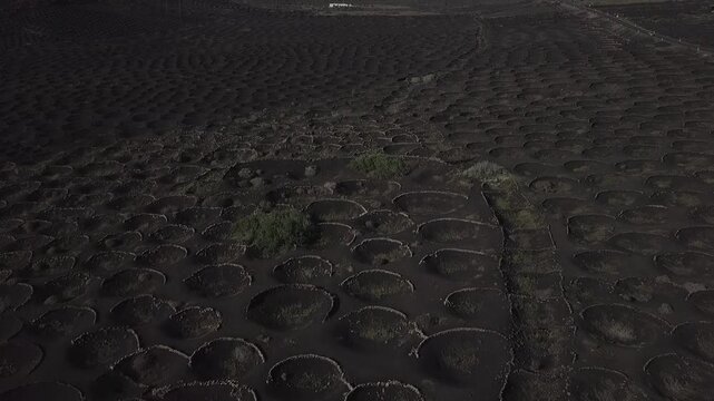 Drone view over a volcanic vineyard grid