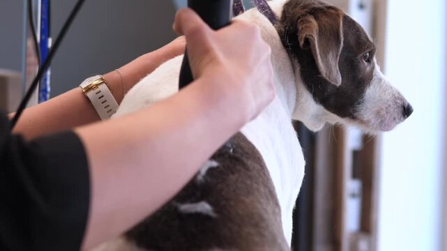 Dog grooming session continues as electric clippers shape white and brown coat. Calm terrier mix looks away while groomer concentrates on careful trim in bright salon light around head and neck.