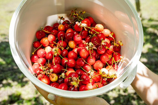 Picture of a white pot full of large, very tasty and fragrant cherries, the cherries are picked from a very green and productive orchard.
