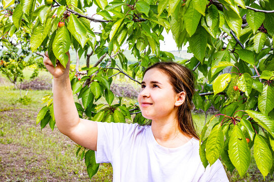 A picture of a very beautiful young lady in a white tank top caught in a large and productive cherry orchard, she was picking cherries for her old grandmother to satisfy her cravings.