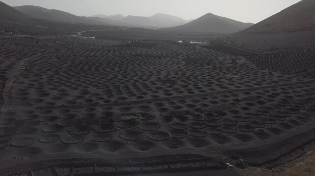 Circular vineyards on a volcanic hillside